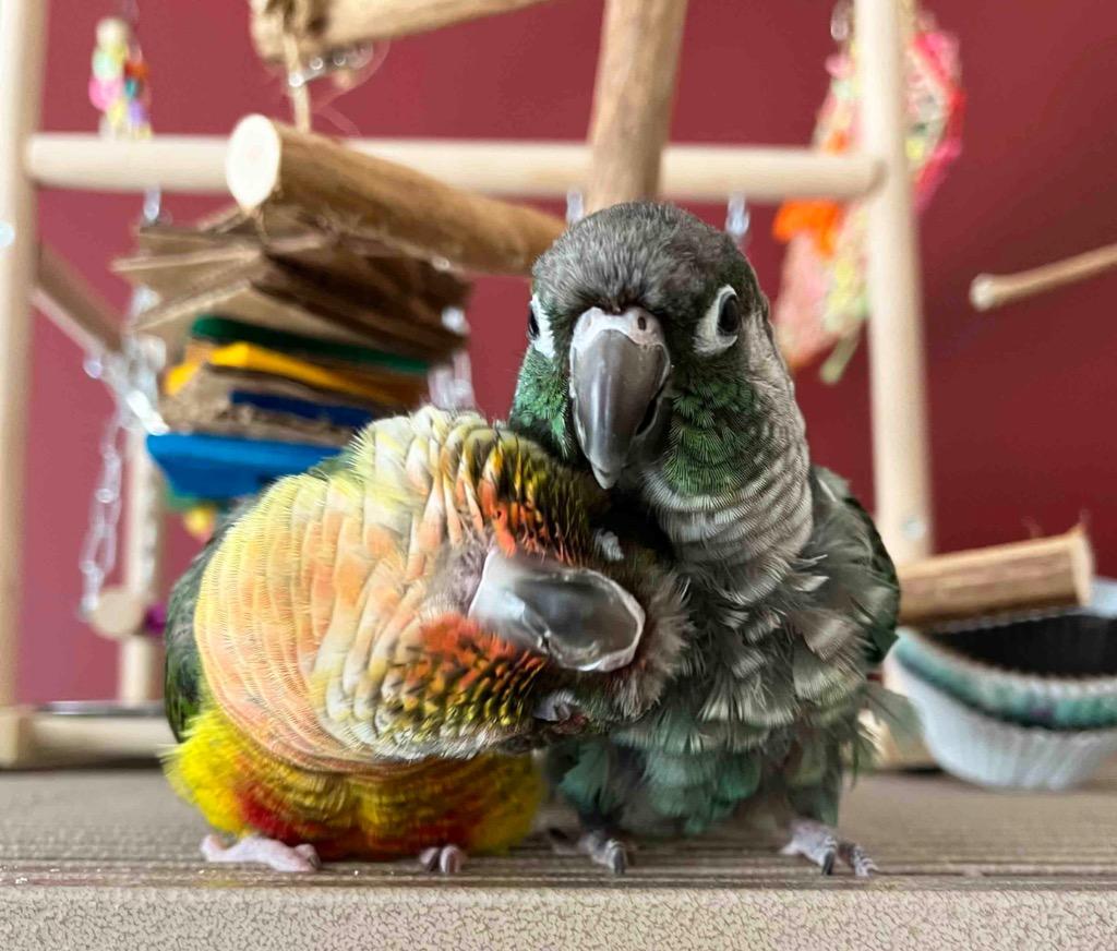 Enlarge Aurora, a Adoptable Conure in Ballwin, MO image 6/6
