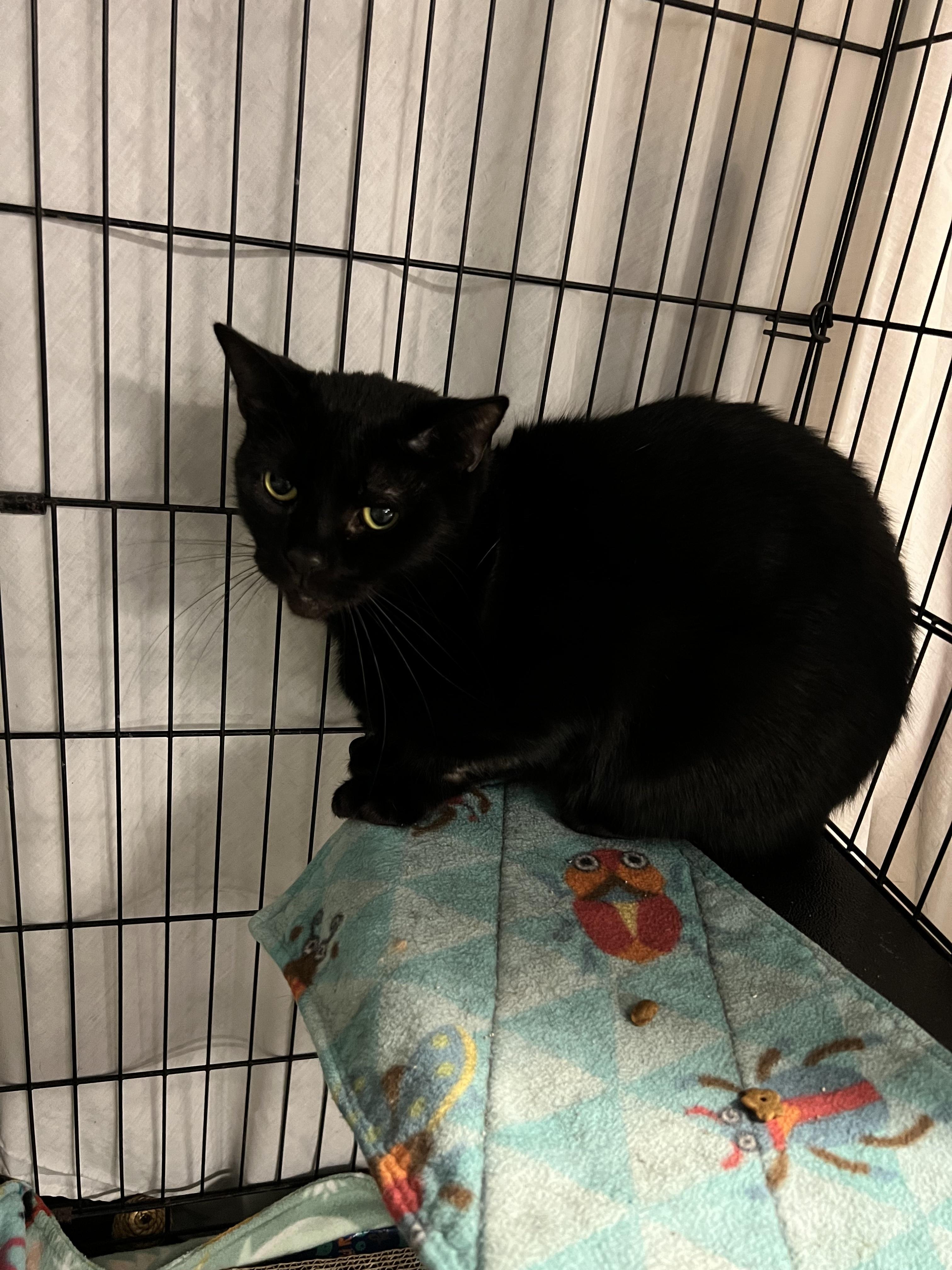 Lucas, Adoptable, Adult Male Domestic Short Hair.