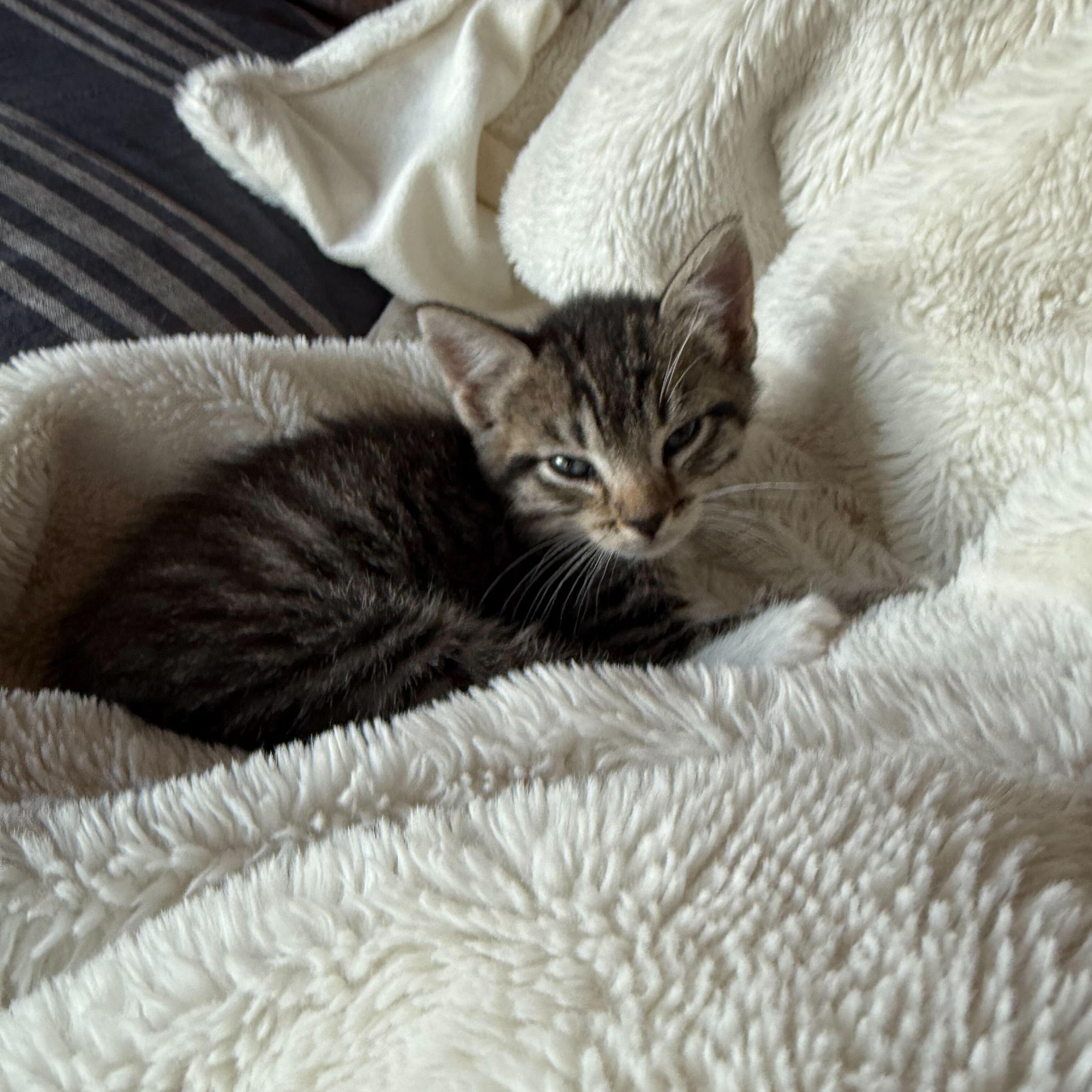 Enlarge Abraham, a Adoptable Domestic Short Hair in Ridgway, CO image 4/4