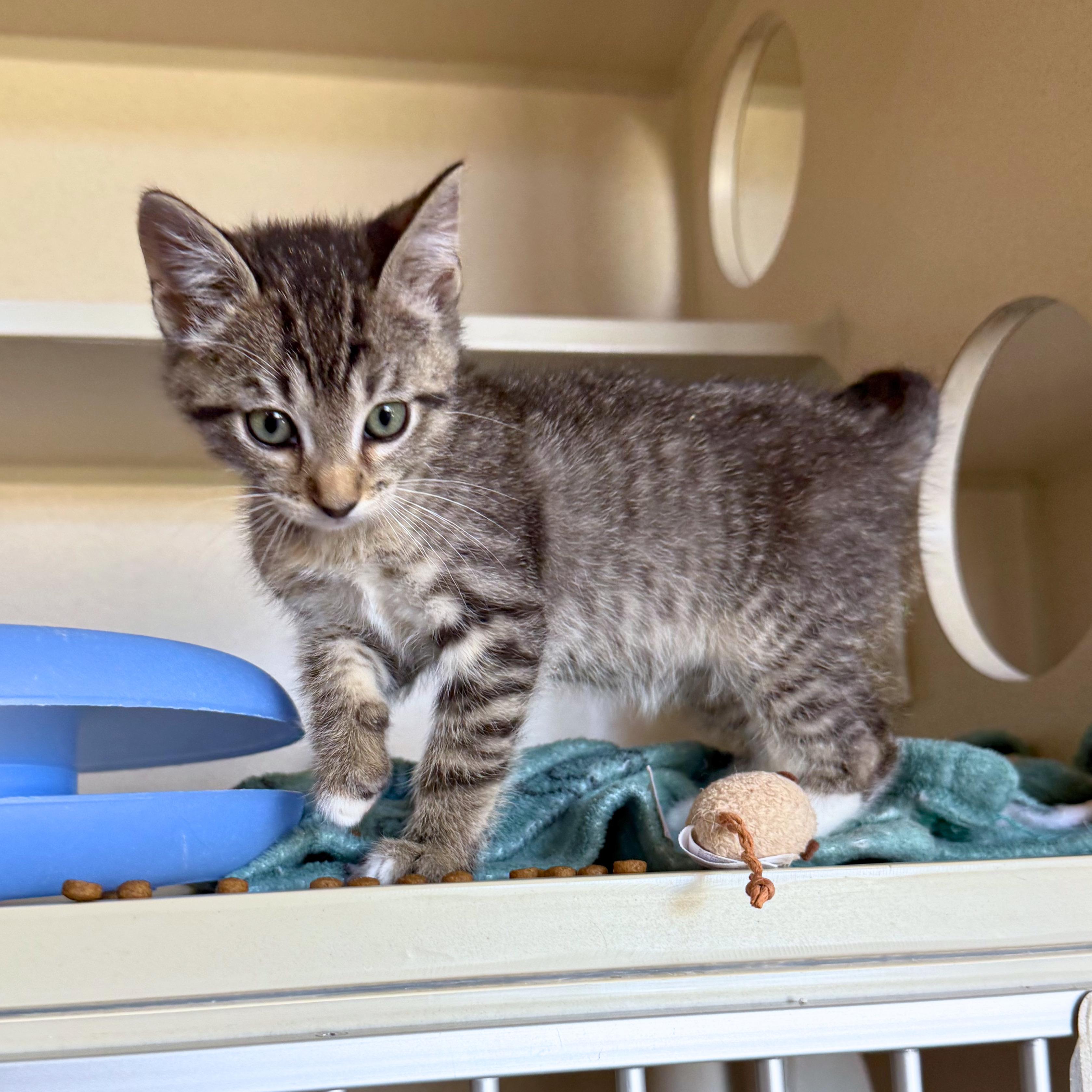 Enlarge Abraham, a Adoptable Domestic Short Hair in Ridgway, CO image 3/4