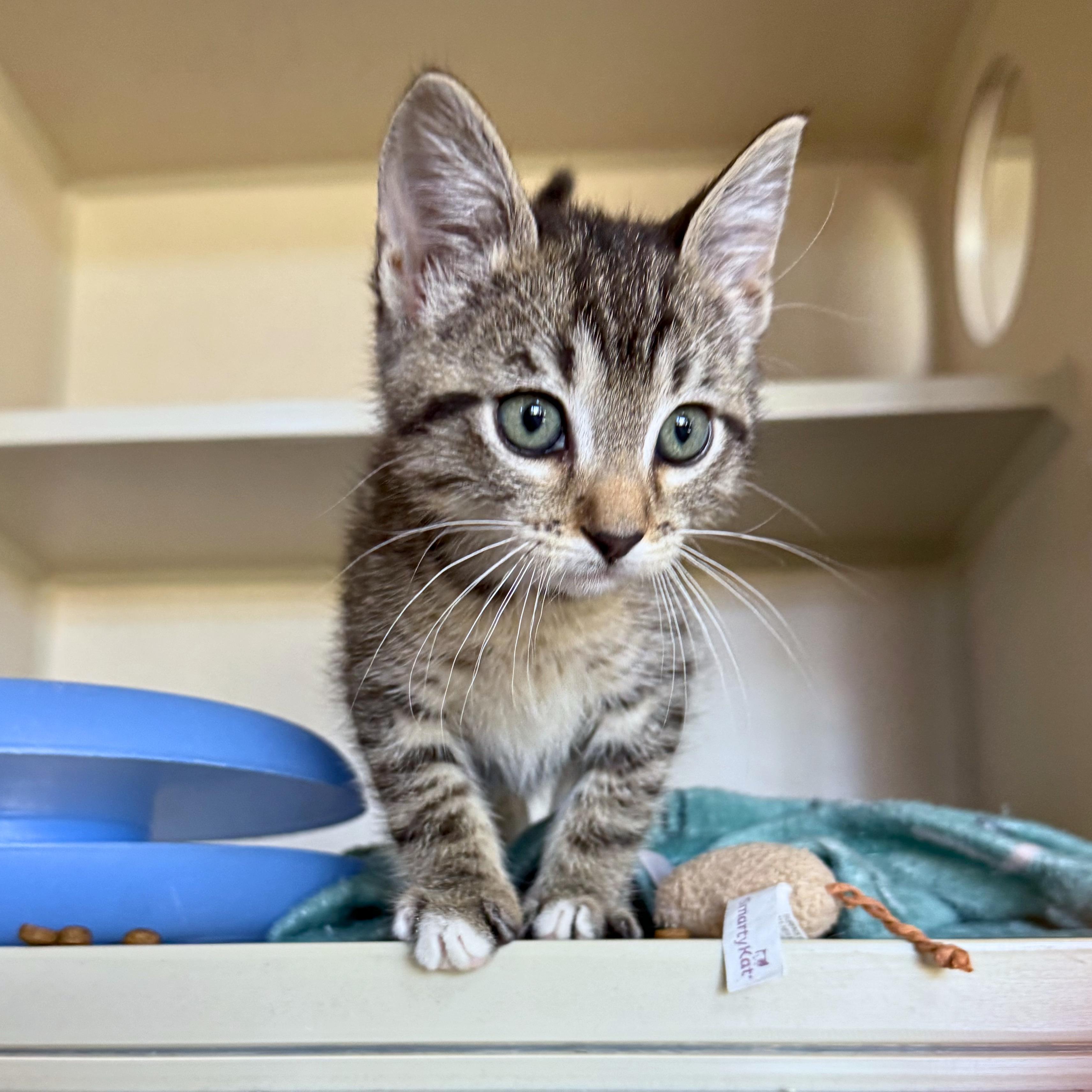 Enlarge Abraham, a Adoptable Domestic Short Hair in Ridgway, CO image 1/4