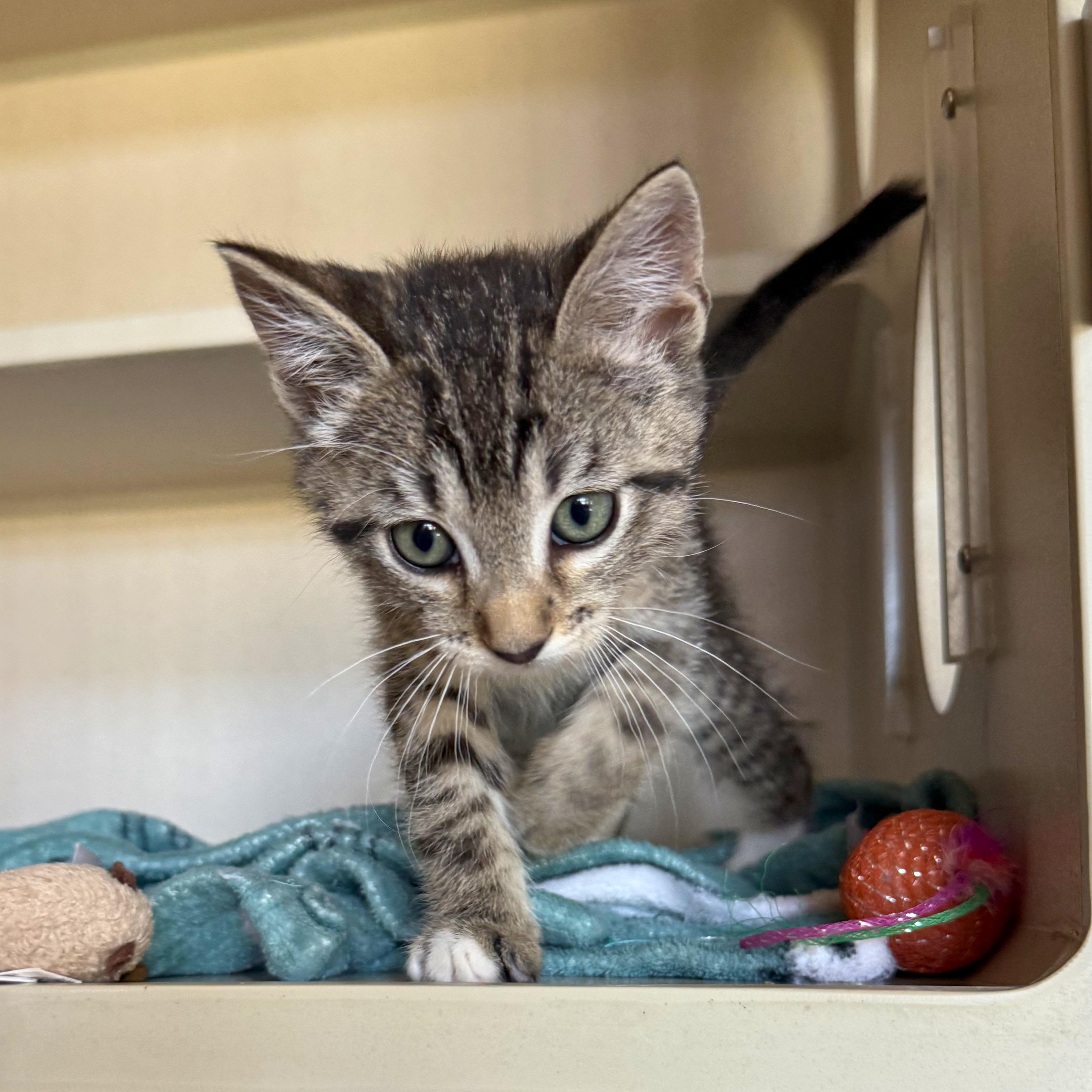 Enlarge Abraham, a Adoptable Domestic Short Hair in Ridgway, CO image 2/4