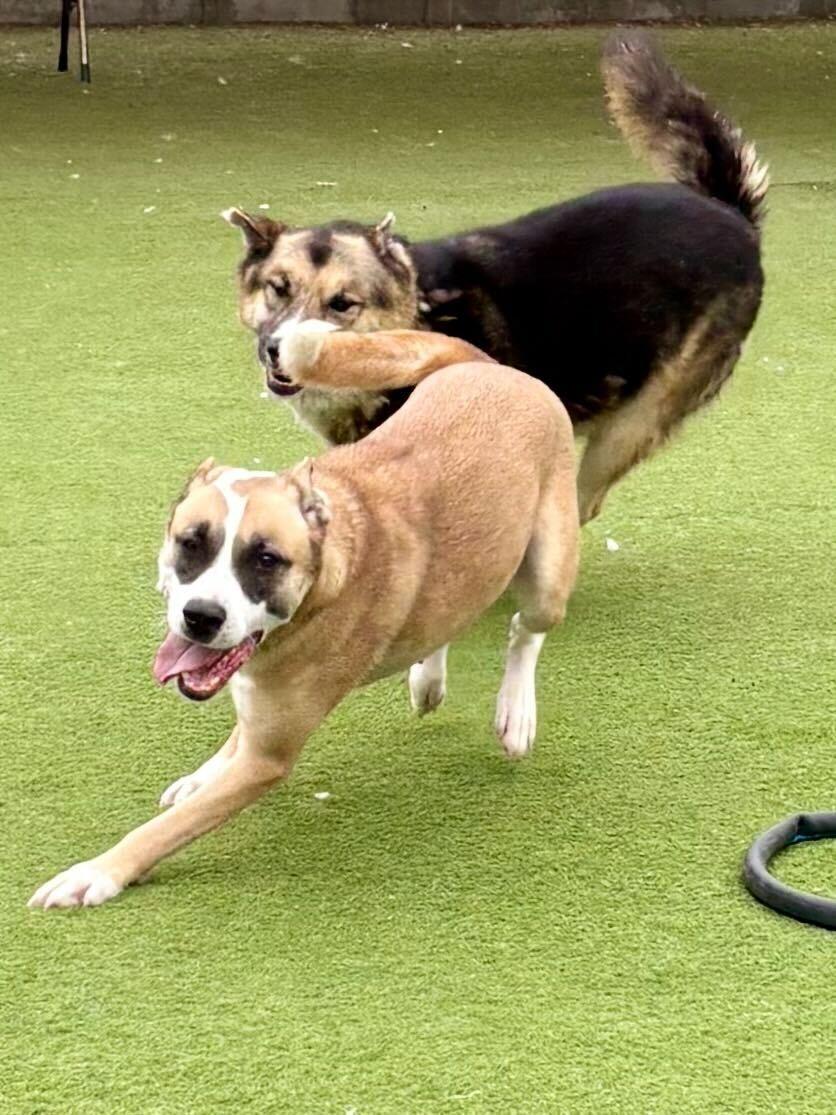 Enlarge Saint, a ADOPTABLE mixed breed in Los Angeles, CA image 3/6