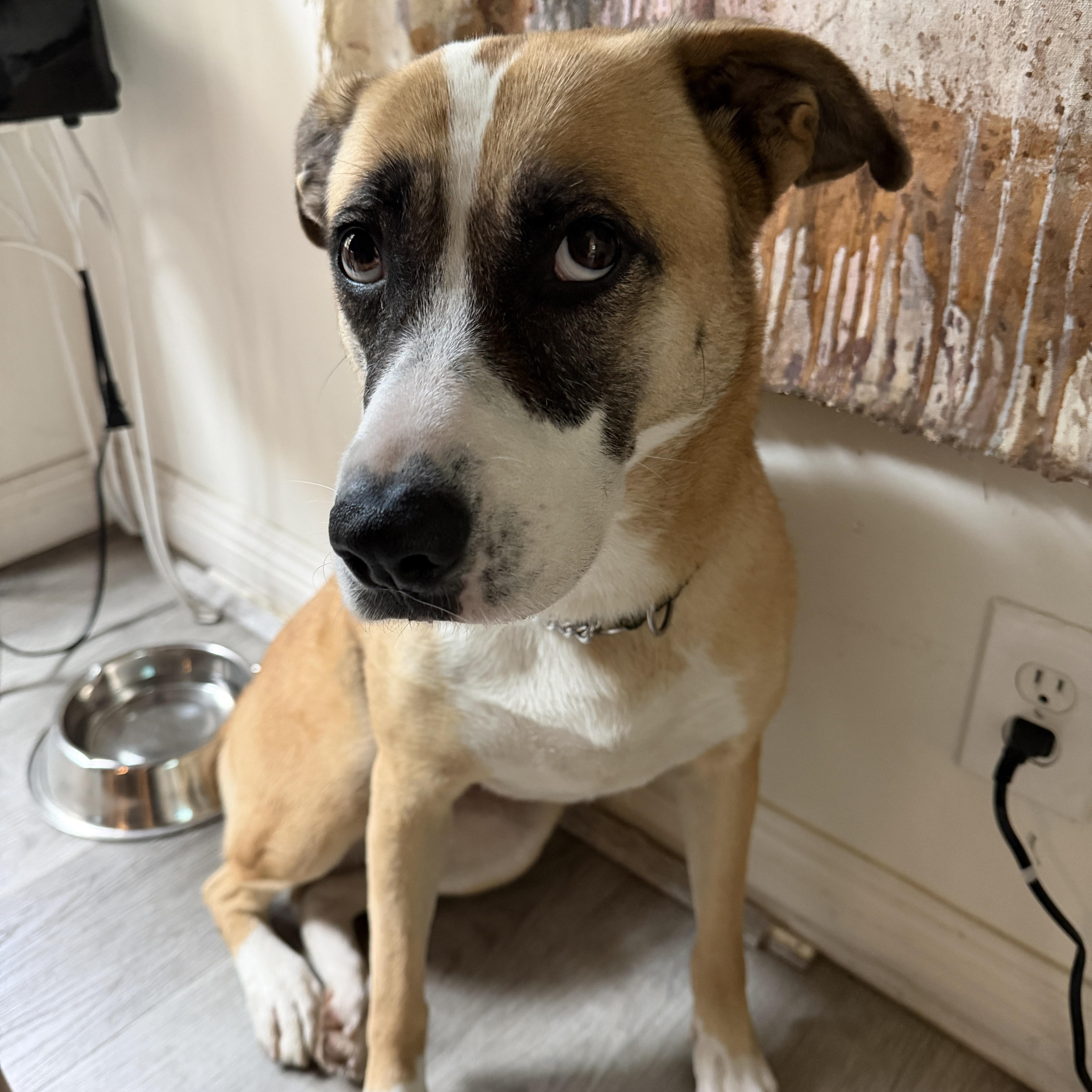 Saint, ADOPTABLE, Adult Female Pit Bull Terrier.