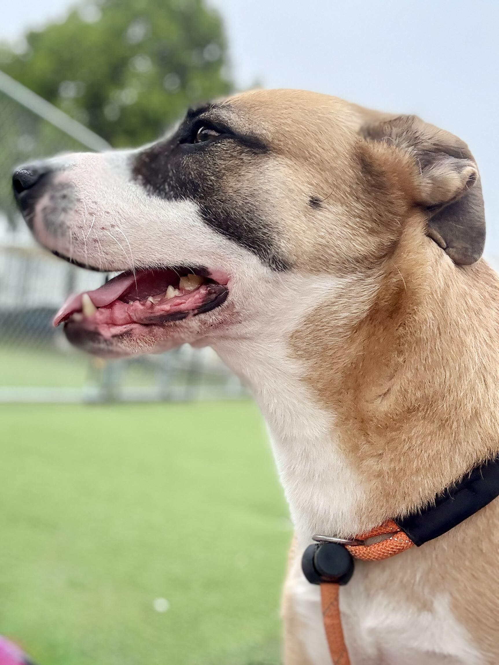 Enlarge Saint, a ADOPTABLE mixed breed in Los Angeles, CA image 4/6