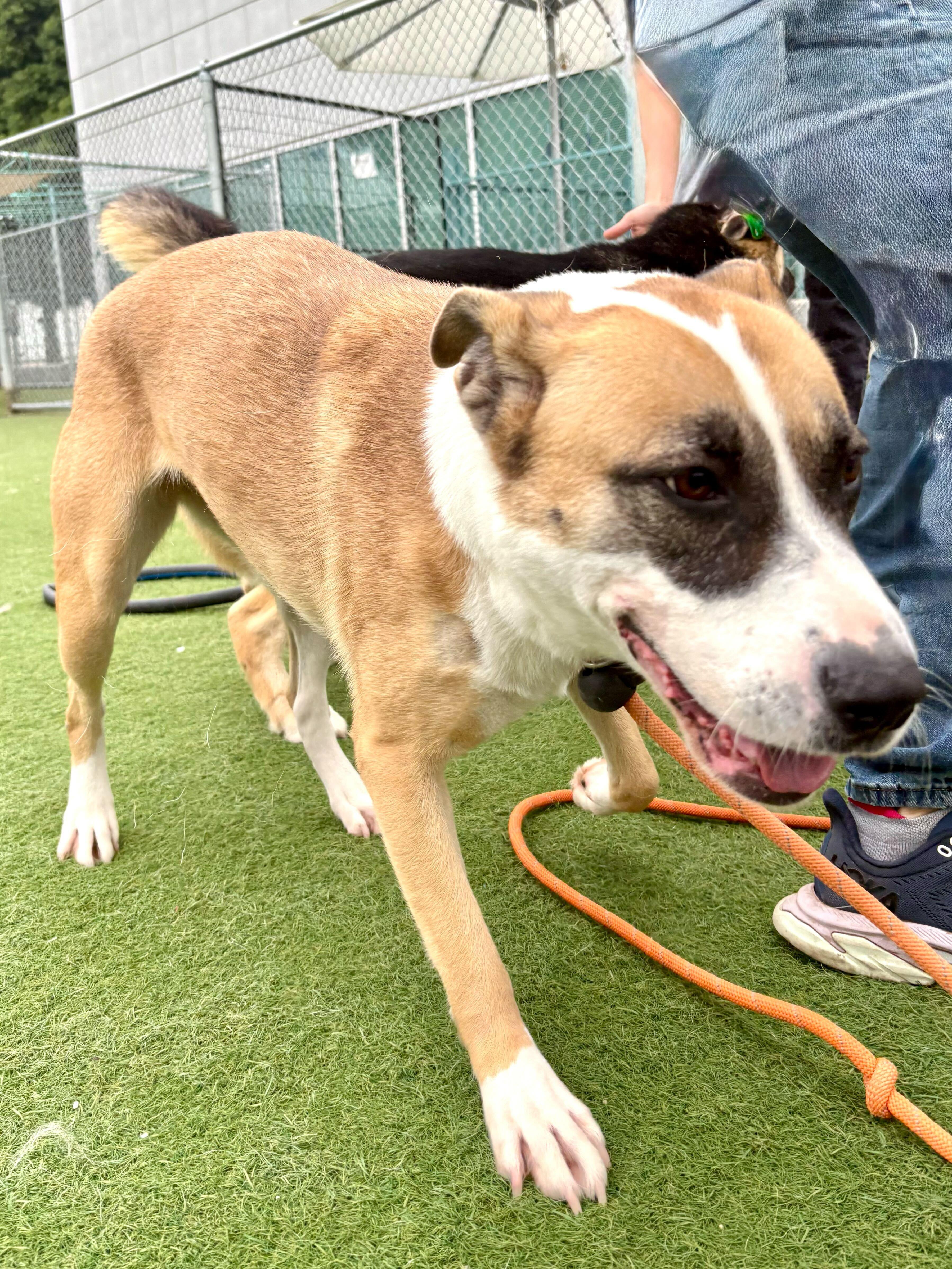 Enlarge Saint, a ADOPTABLE mixed breed in Los Angeles, CA image 6/6