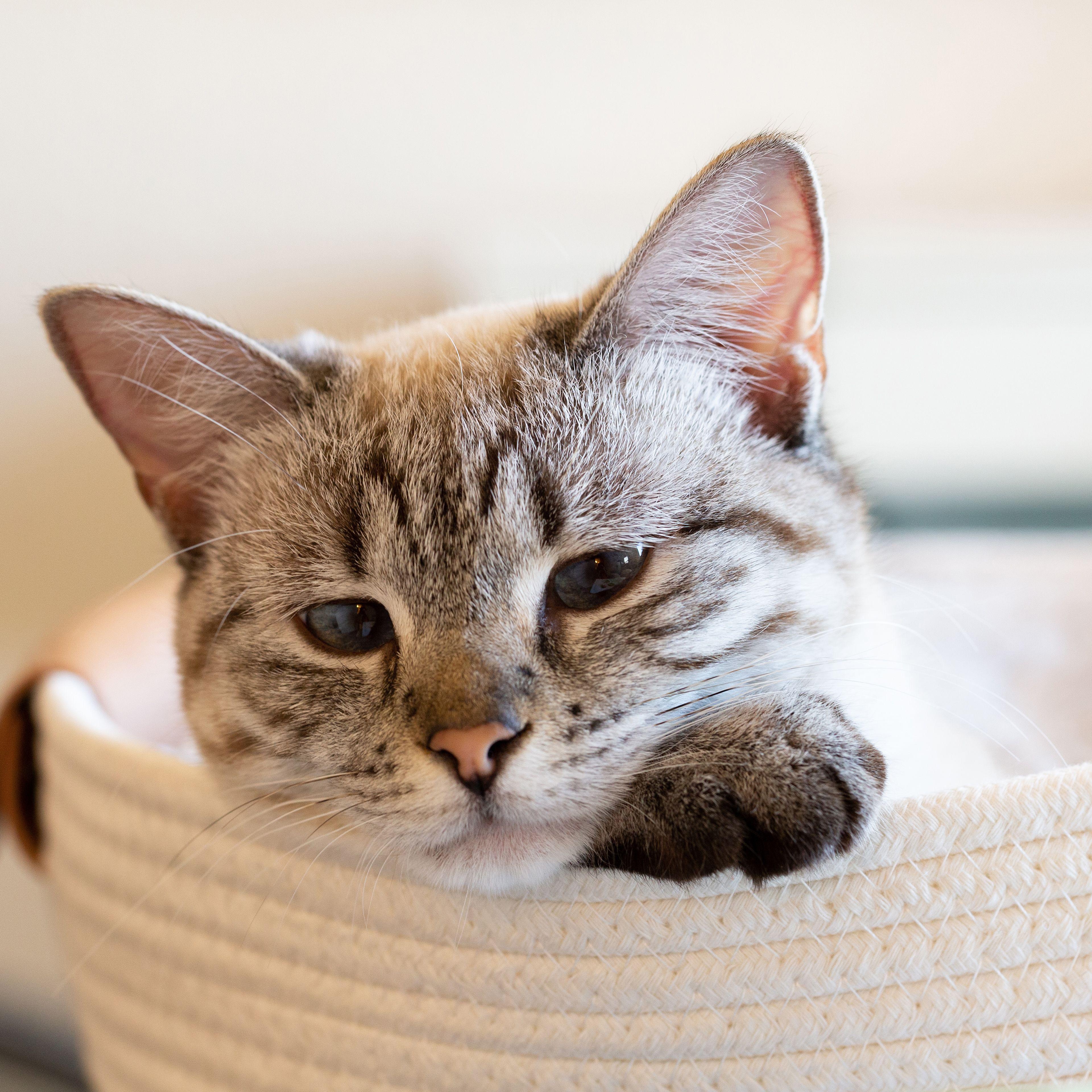Clara (f) 8mths old Siamese Lynx, an adopted Siamese in Ottawa, ON image 4/6