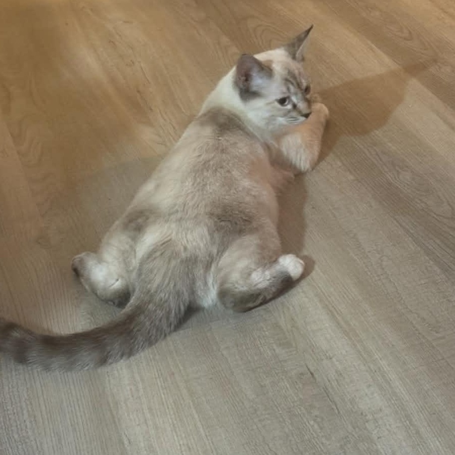 Clara (f) 8mths old Siamese Lynx, an adopted Siamese in Ottawa, ON image 3/6