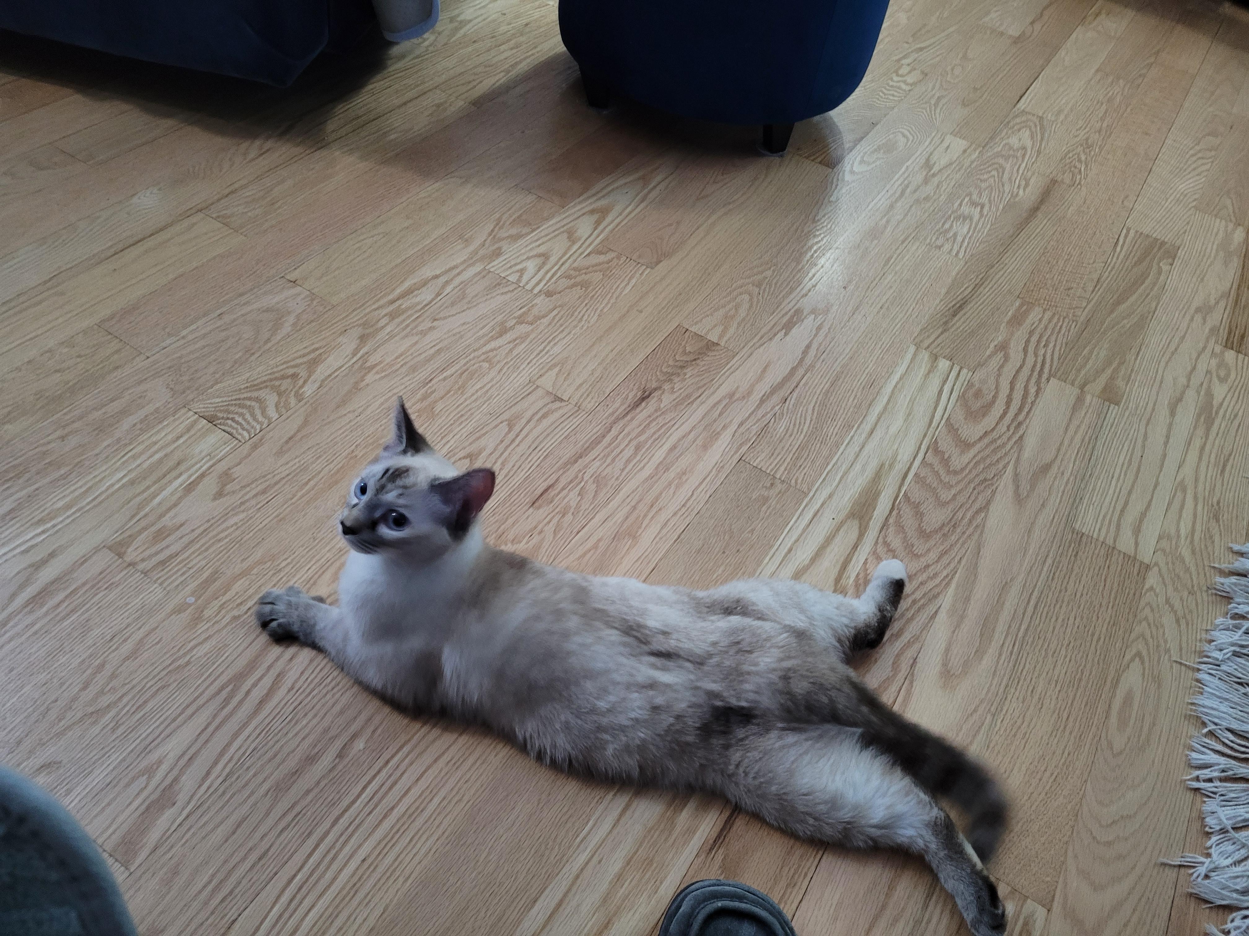 Clara (f) 8mths old Siamese Lynx, an adopted Siamese in Ottawa, ON image 6/6