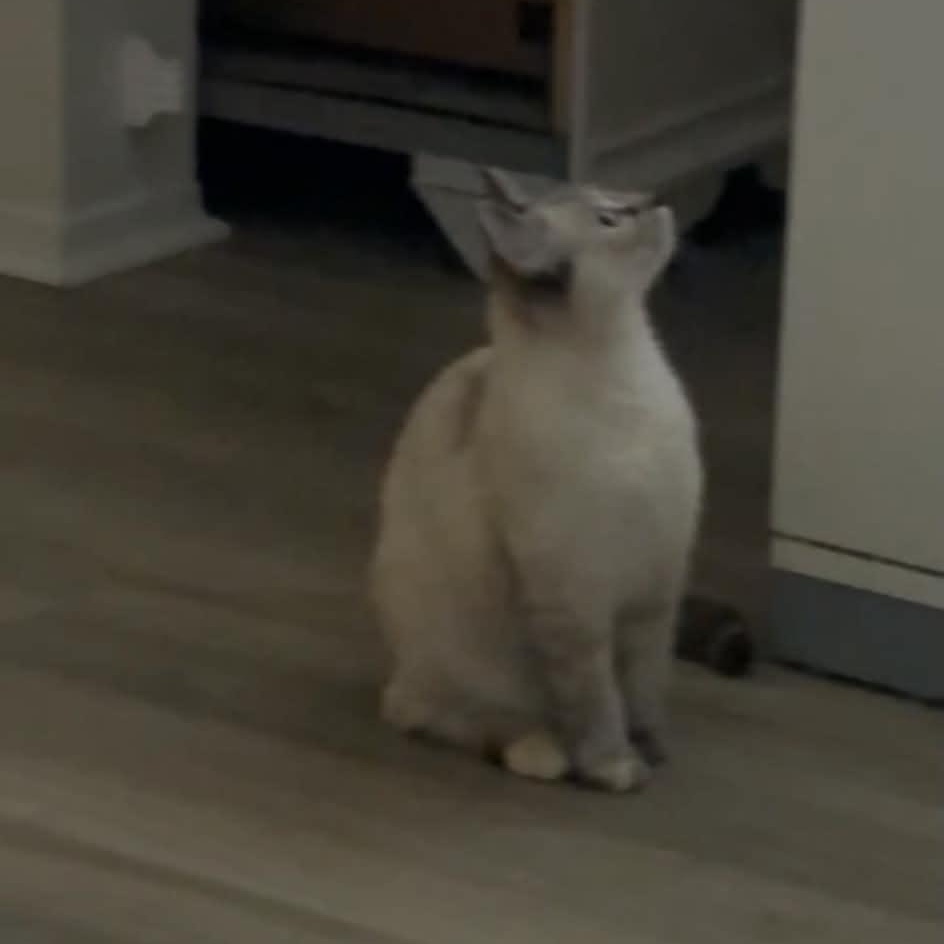 Clara (f) 8mths old Siamese Lynx, an adopted Siamese in Ottawa, ON image 5/6
