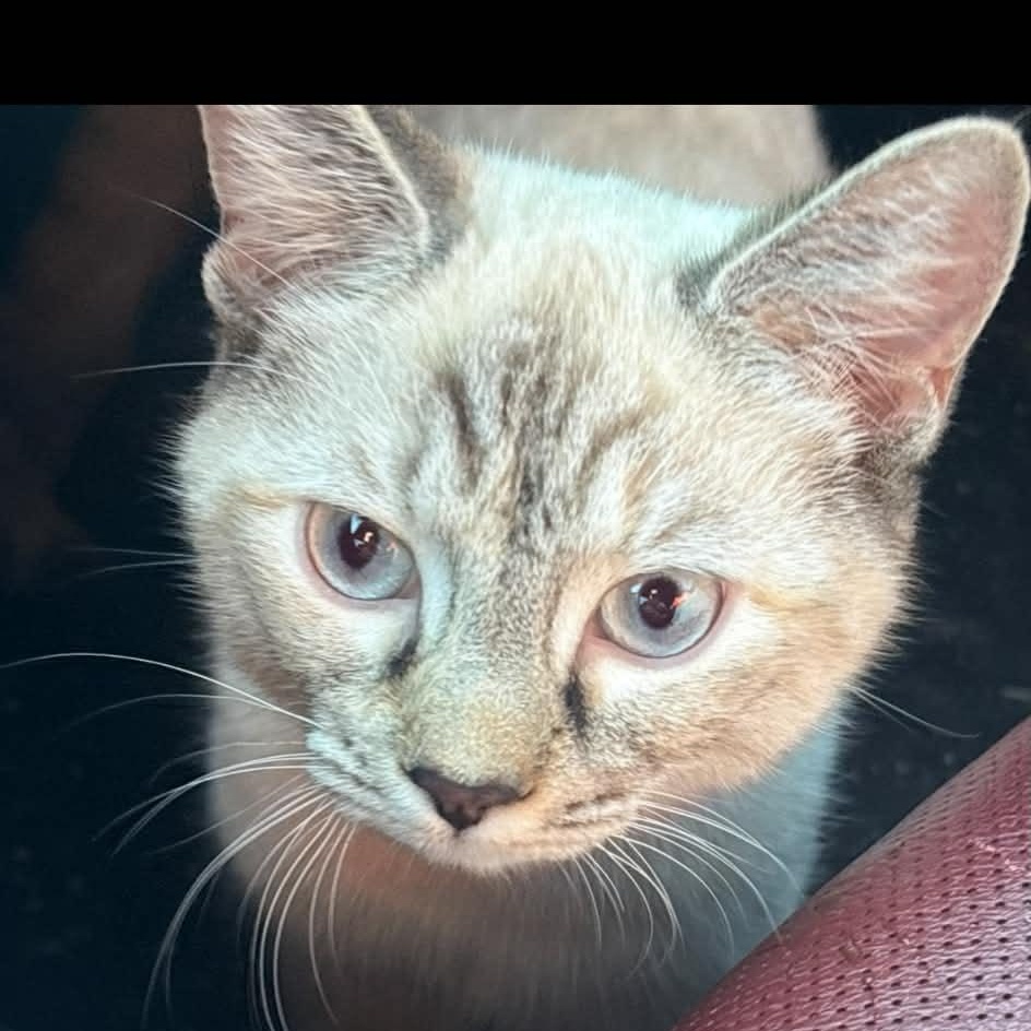 Clara (f) 8mths old Siamese Lynx, adopted, Young Female Siamese.