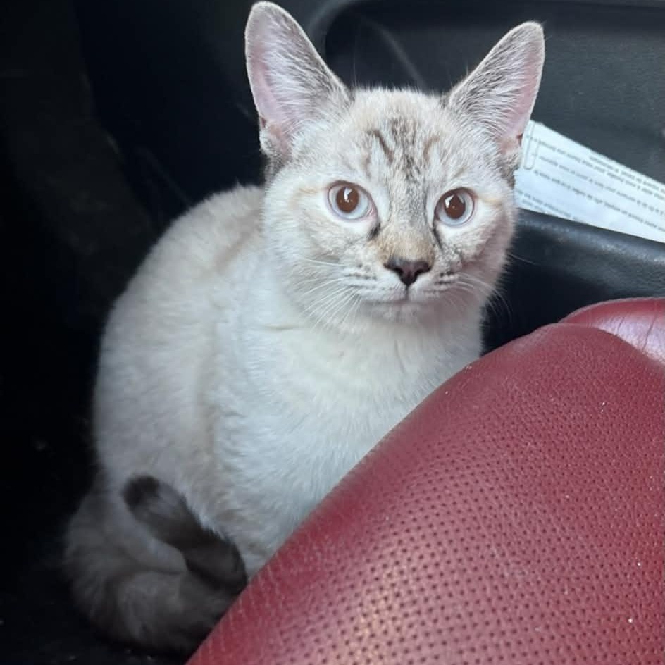 Clara (f) 8mths old Siamese Lynx, an adopted Siamese in Ottawa, ON image 2/6