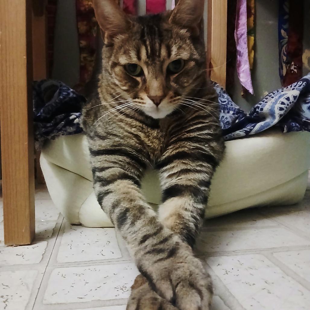 Tigger, Adoptable, Senior Male Domestic Short Hair.