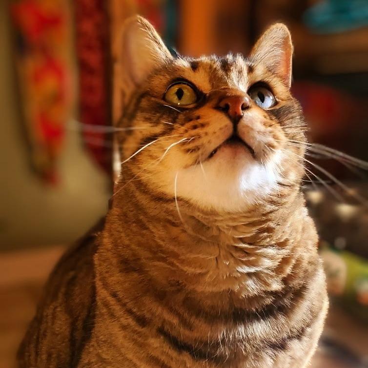 Tigger, a Adoptable Domestic Short Hair in Tempe, AZ image 2/6