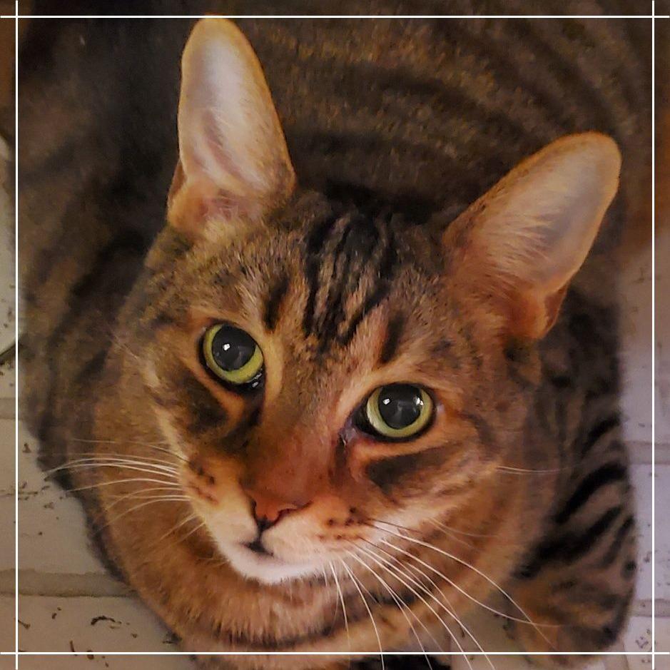 Tigger, a Adoptable Domestic Short Hair in Tempe, AZ image 3/6