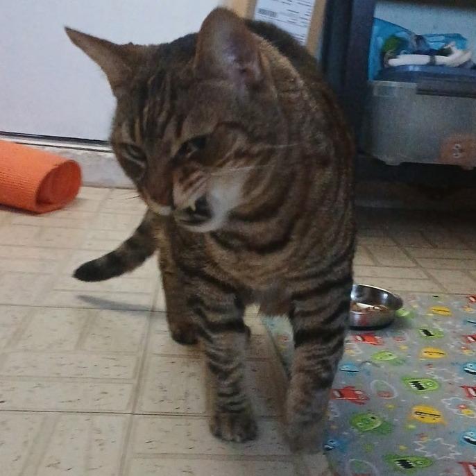 Enlarge Tigger, a Adoptable Domestic Short Hair in Tempe, AZ image 3/5