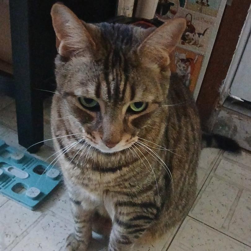 Enlarge Tigger, a Adoptable Domestic Short Hair in Tempe, AZ image 4/5