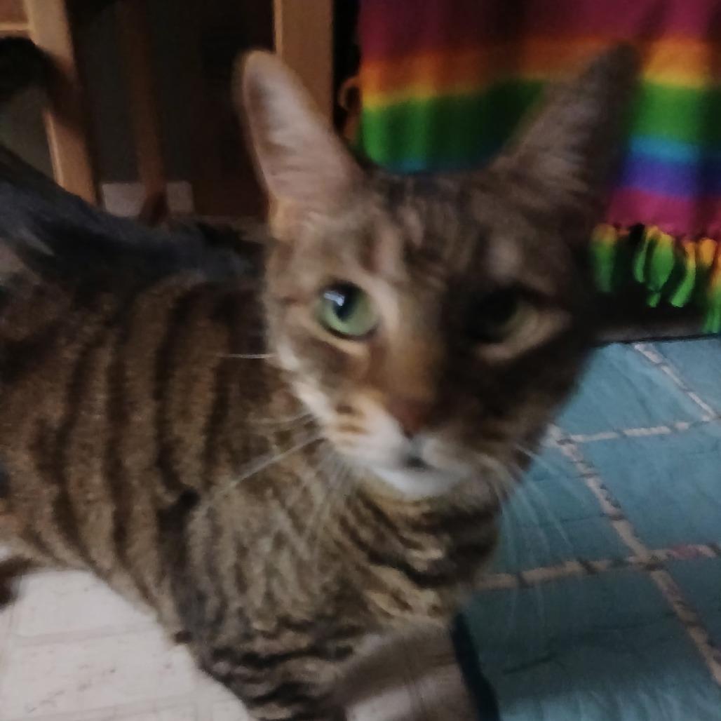 Enlarge Tigger, a Adoptable Domestic Short Hair in Tempe, AZ image 5/5