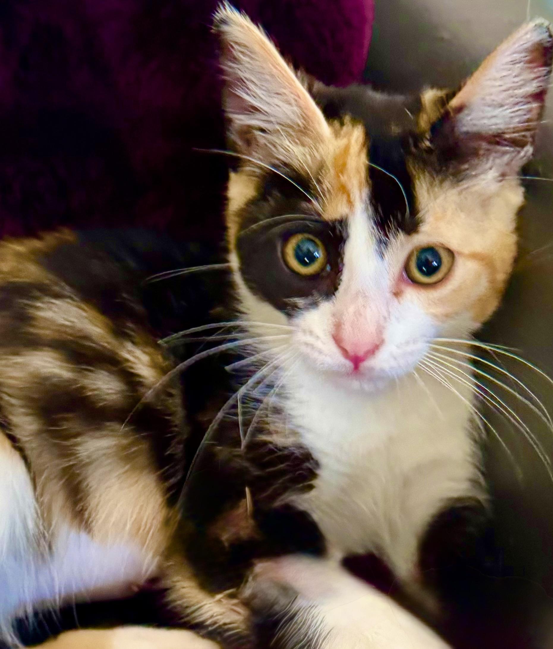 Godiva  Irresistible  thumbnail 2