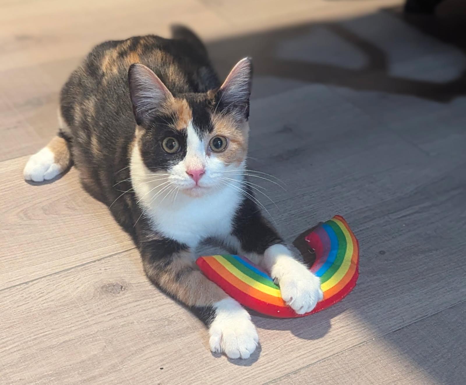 Godiva  Irresistible  thumbnail 4