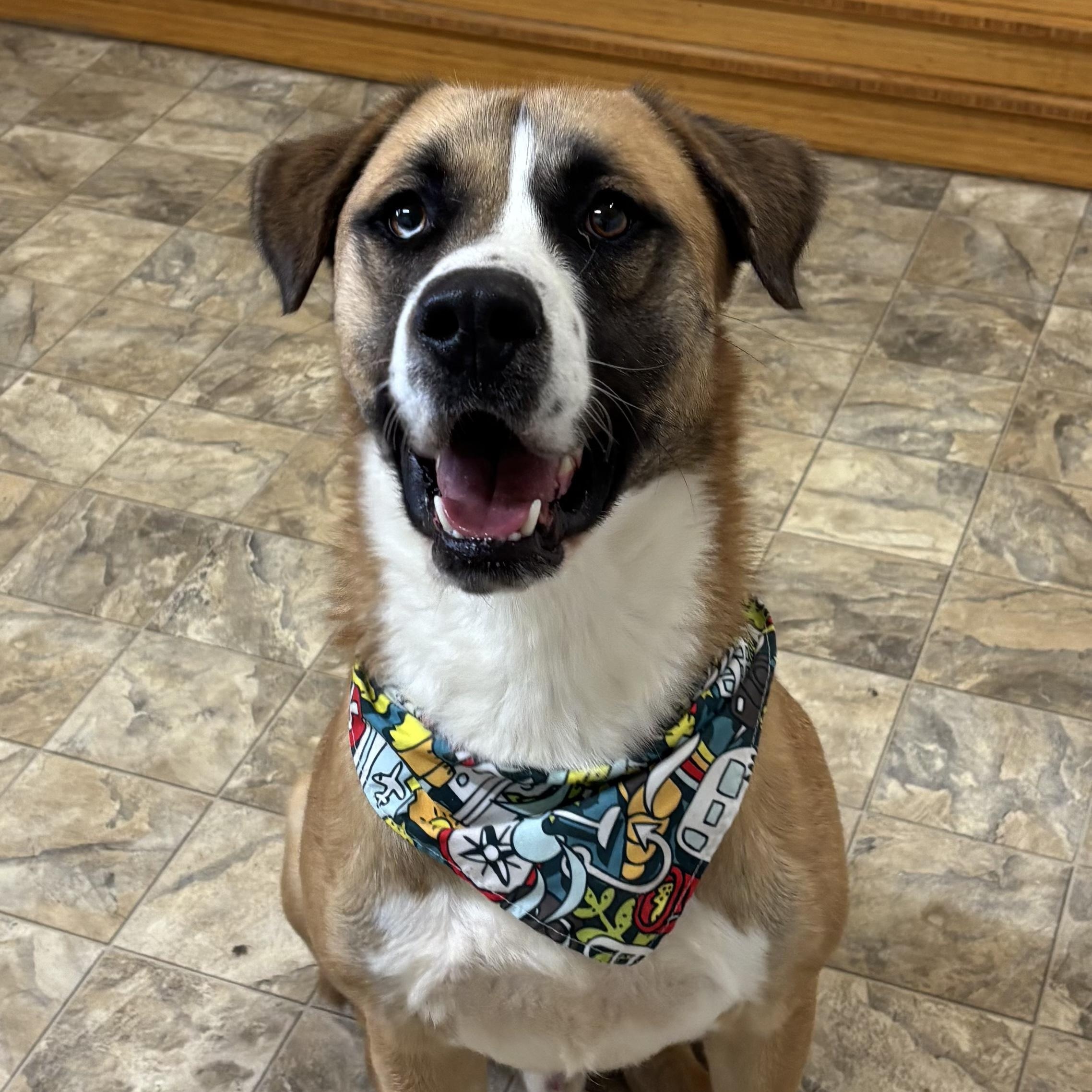Sam, Adoptable, Young Male Shepherd.