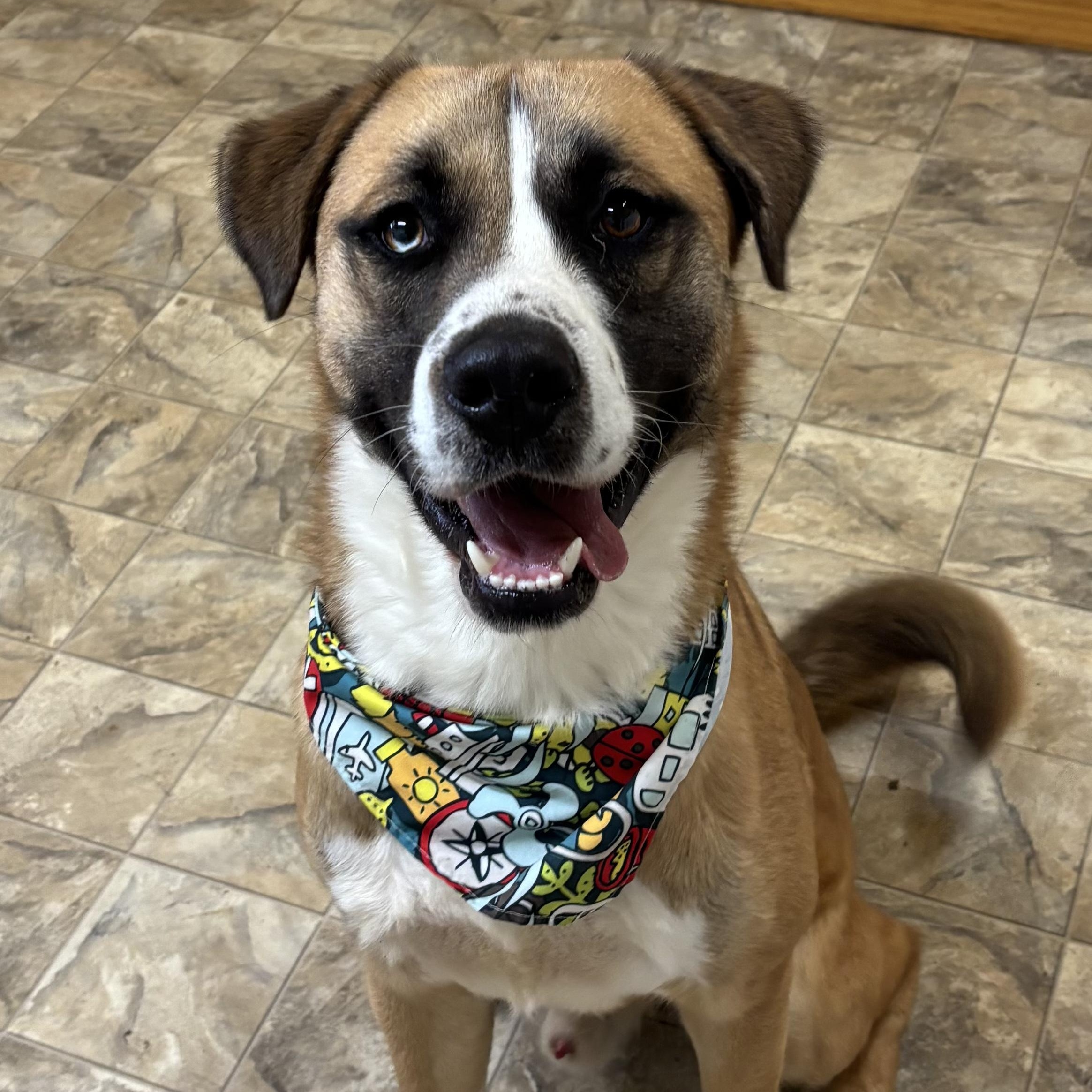 Sam, a Adoptable mixed breed in Pilot Point, TX image 2/2