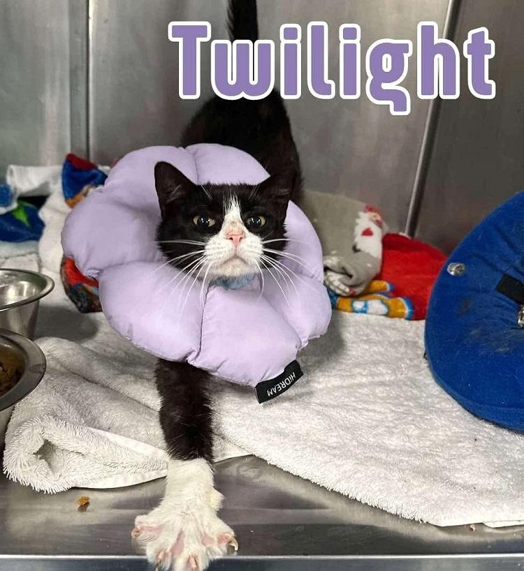 TWILIGHT, Adult Female Domestic Short Hair