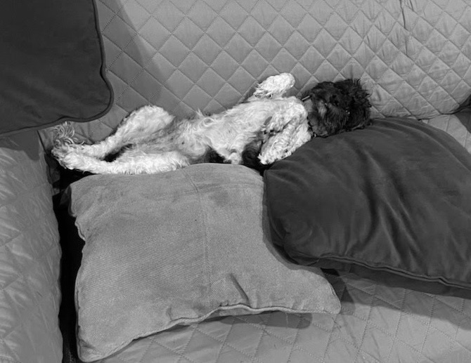 Sir Cromwell , Adopted, Adult Male Miniature Poodle & Cockapoo.