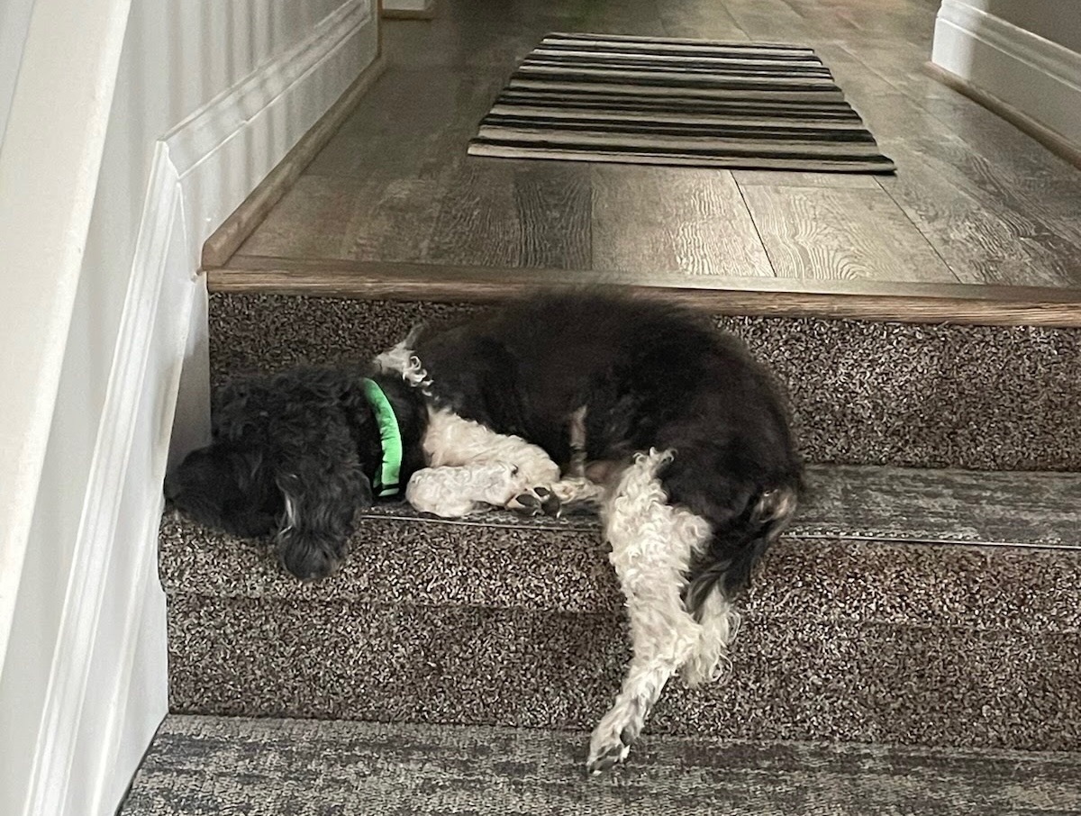 Enlarge Sir Cromwell , a Adopted mixed breed in Fort Montgomery, NY image 6/6