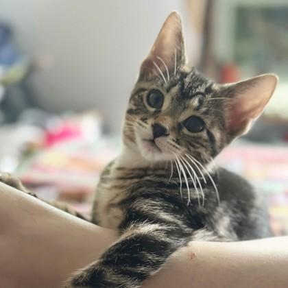 Vivaldi, Adoptable, Kitten Male Domestic Short Hair & Domestic Short Hair.