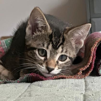 Enlarge Vivaldi, a Adoptable mixed breed in Wheaton, IL image 2/2