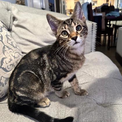 Vivaldi, Adoptable, Kitten Male Domestic Short Hair & Domestic Short Hair.