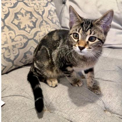 Vivaldi, a Adoptable mixed breed in Wheaton, IL image 2/3