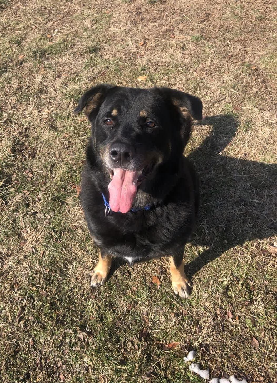 Minerva, a Adoptable mixed breed in Springfield, MO image 2/6