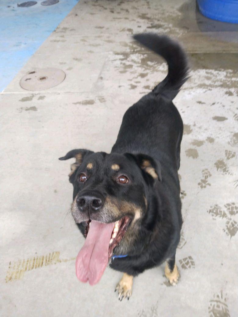 Enlarge Minerva, a Adoptable mixed breed in Springfield, MO image 3/4