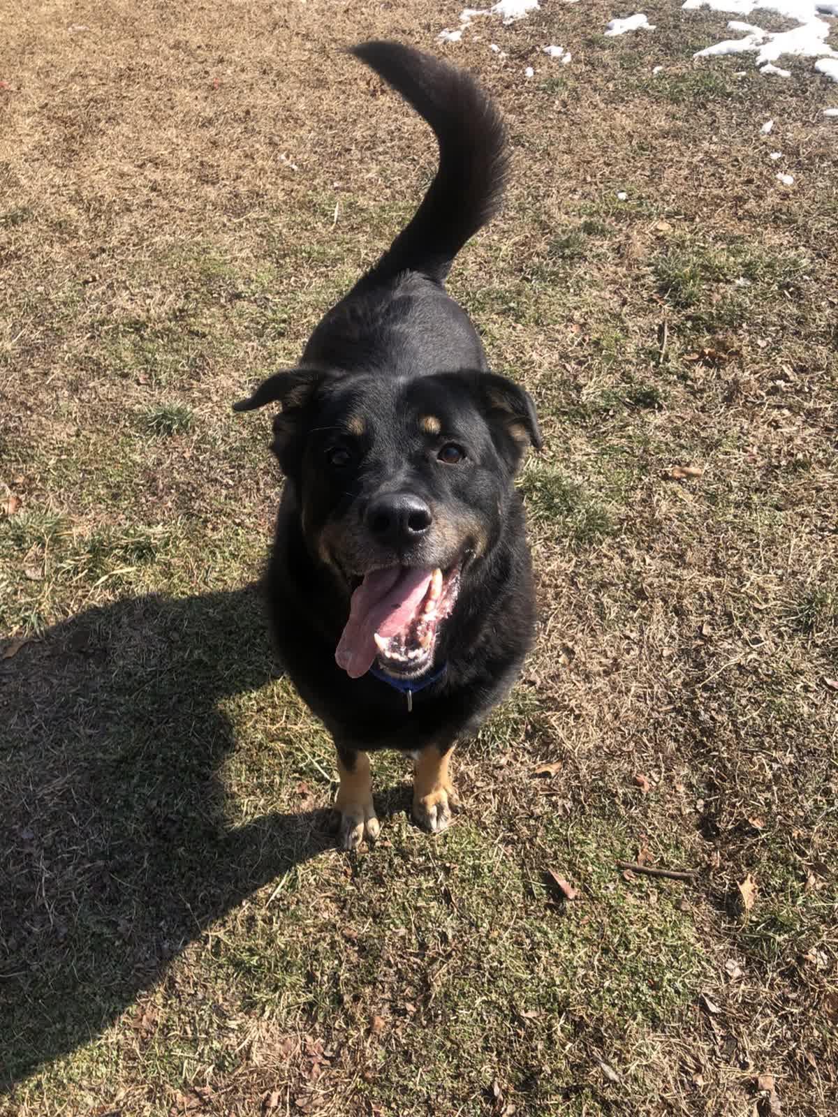 Minerva, a Adoptable mixed breed in Springfield, MO image 5/6