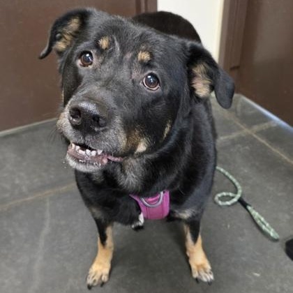 Enlarge Minerva, a Adoptable mixed breed in Springfield, MO image 2/4