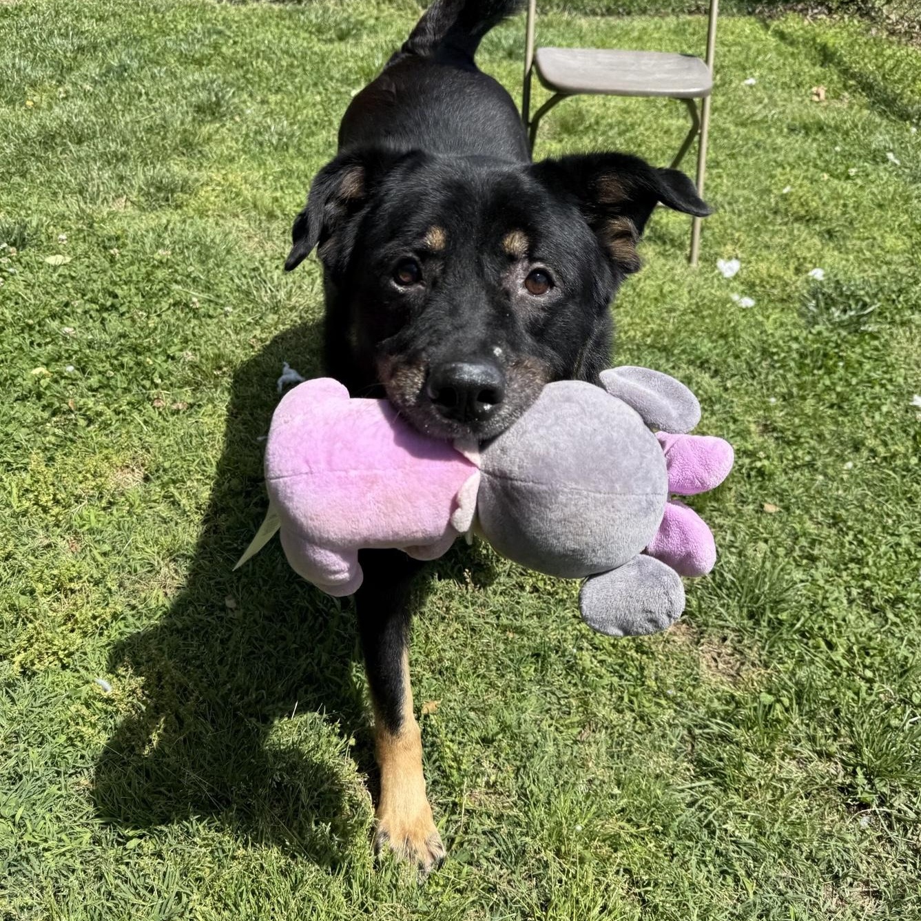 Enlarge Minerva, a Adoptable mixed breed in Springfield, MO image 2/6