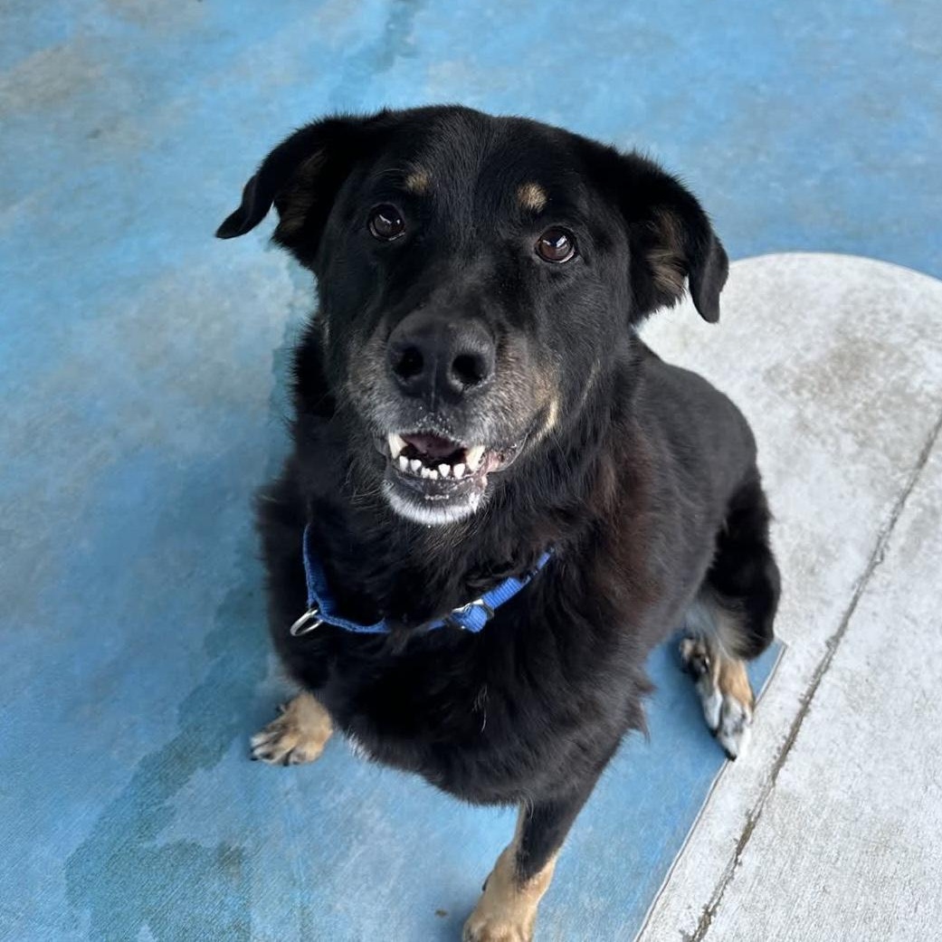 Minerva, Adoptable, Adult Female Great Pyrenees.