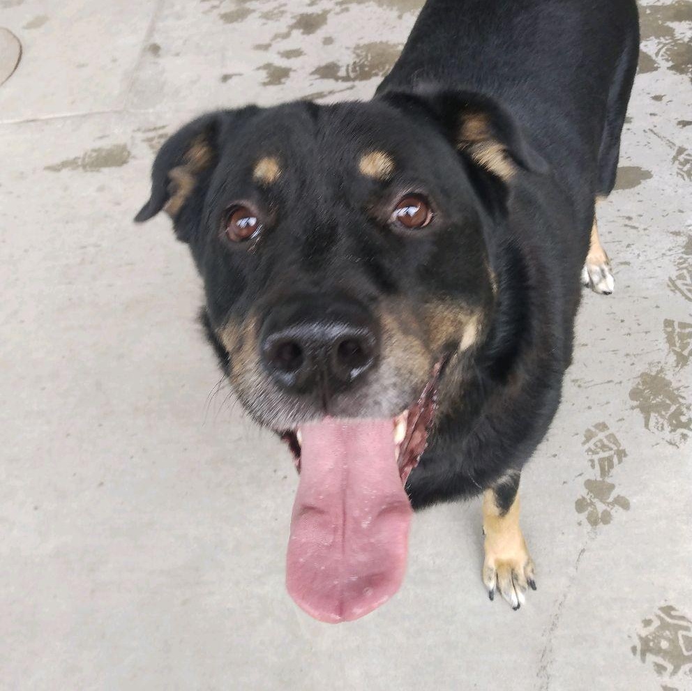 Enlarge Minerva, a Adoptable mixed breed in Springfield, MO image 1/4