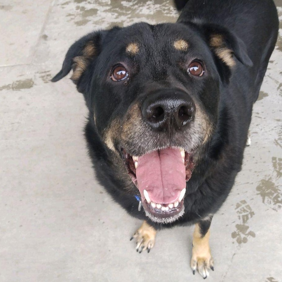 Enlarge Minerva, a Adoptable mixed breed in Springfield, MO image 4/4