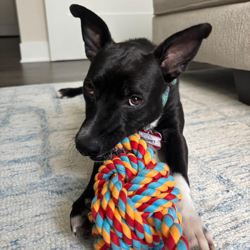 Signet, Adoptable, Adult Female Labrador Retriever.