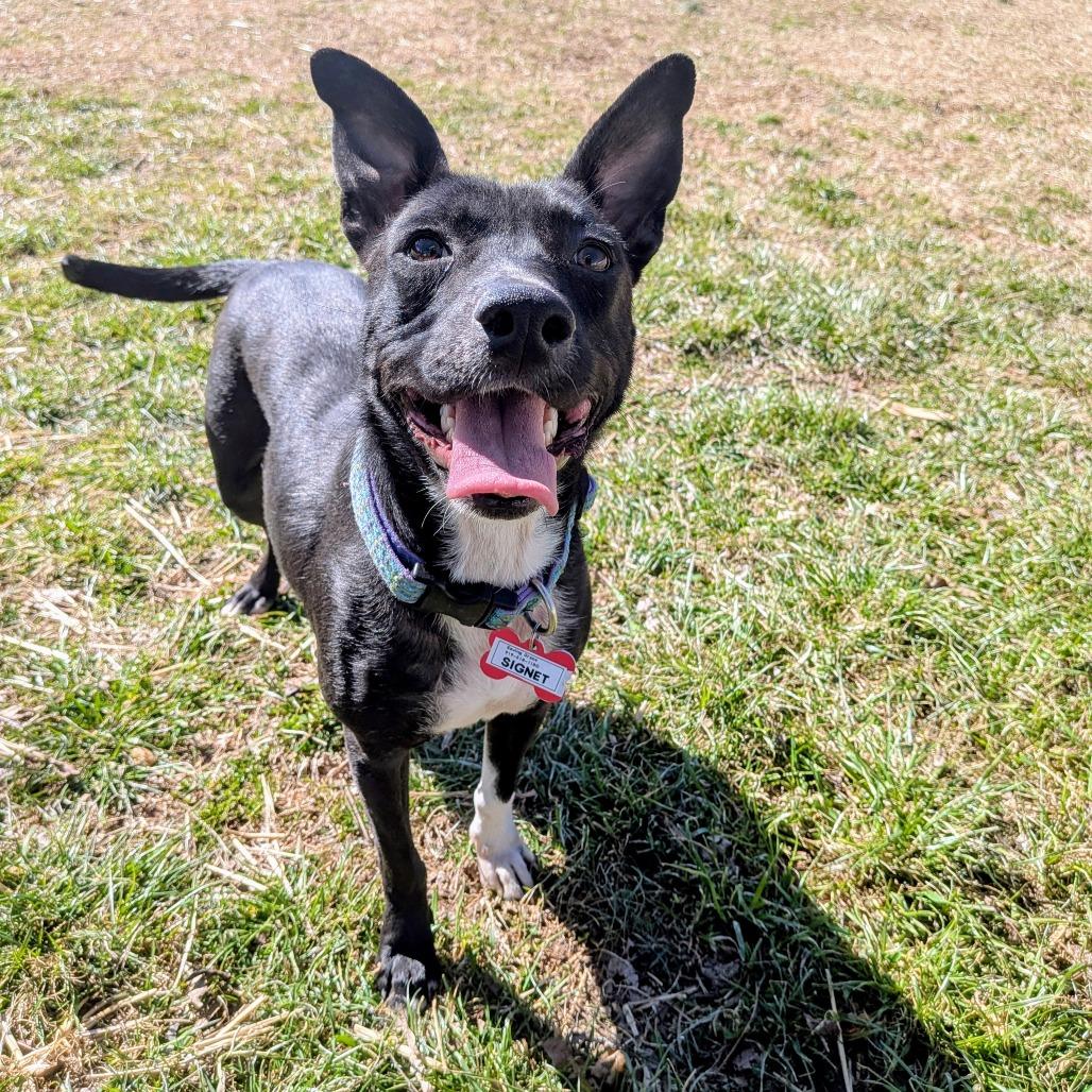 Signet, Adoptable, Young Female Labrador Retriever.