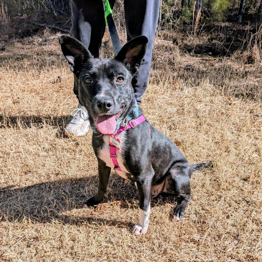 Enlarge Signet, a Adoptable Labrador Retriever in Wake Forest, NC image 2/4