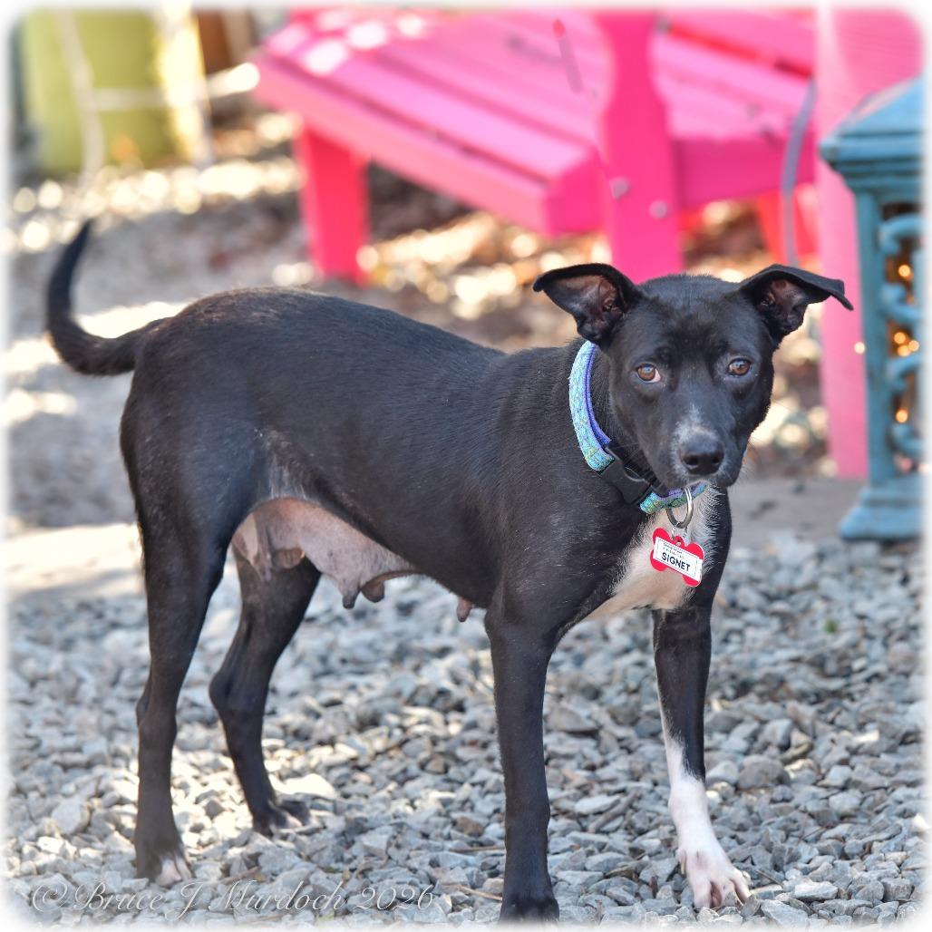 Enlarge Signet, a Adoptable Labrador Retriever in Wake Forest, NC image 3/4
