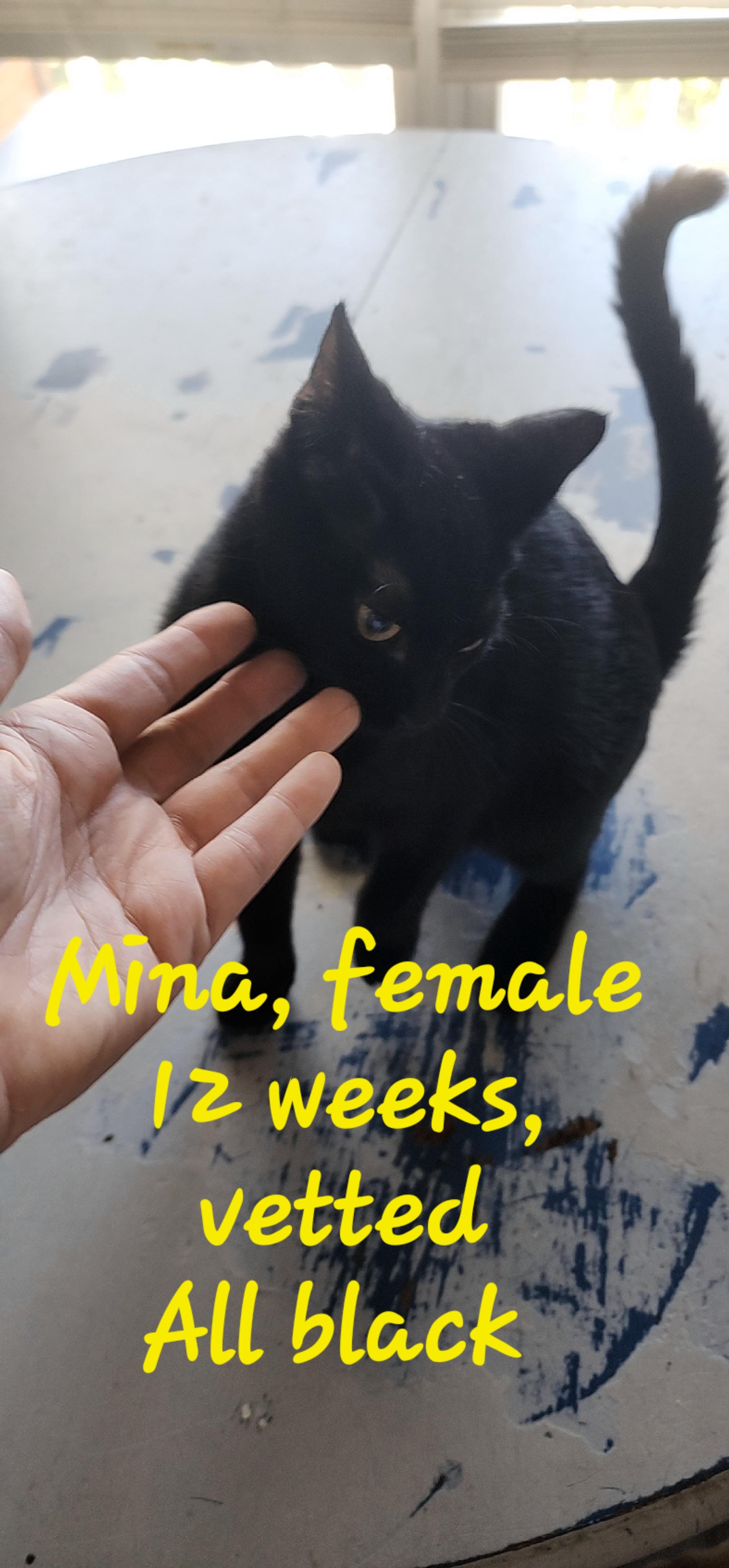 Enlarge Mina, a Adoptable American Shorthair in lexington, SC image 1/1