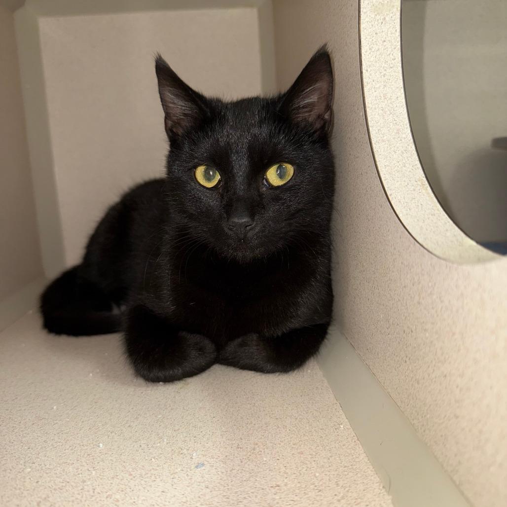 Edna, a Adoptable Domestic Short Hair in Pagosa Springs, CO image 1/2