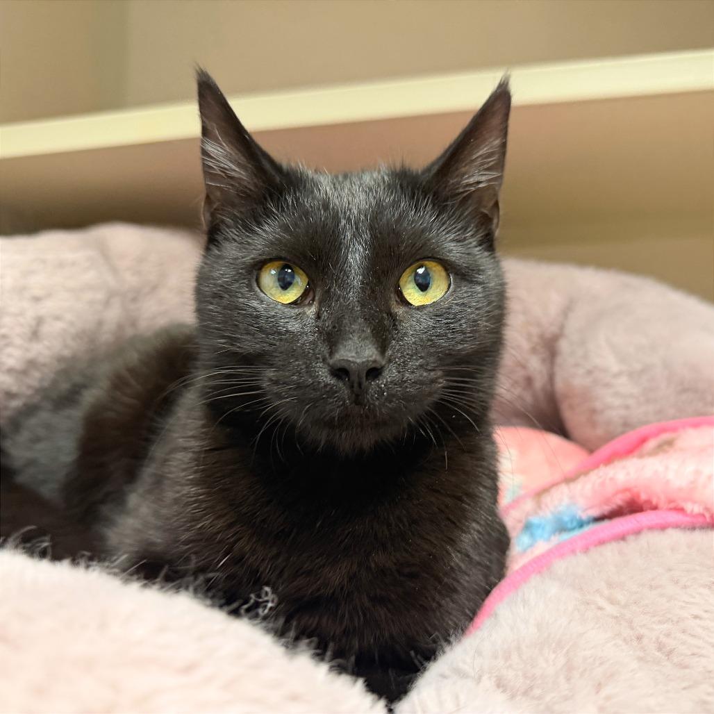 Edna, a Adoptable Domestic Short Hair in Pagosa Springs, CO image 2/2