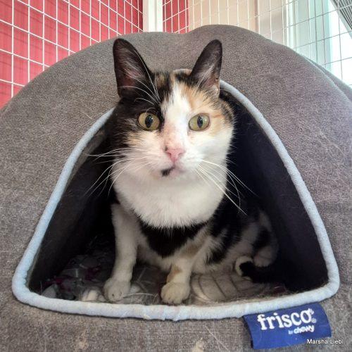 Harper, Adoptable, Young Female Domestic Short Hair & Tabby.