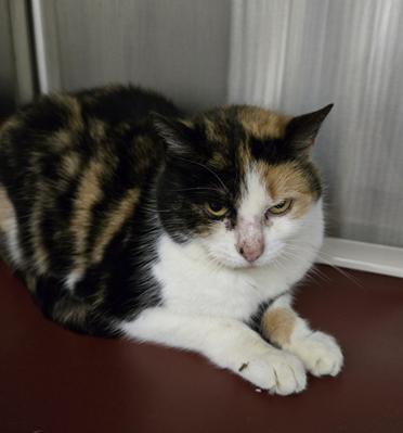 Harper, Adoptable, Young Female Domestic Short Hair & Tabby.